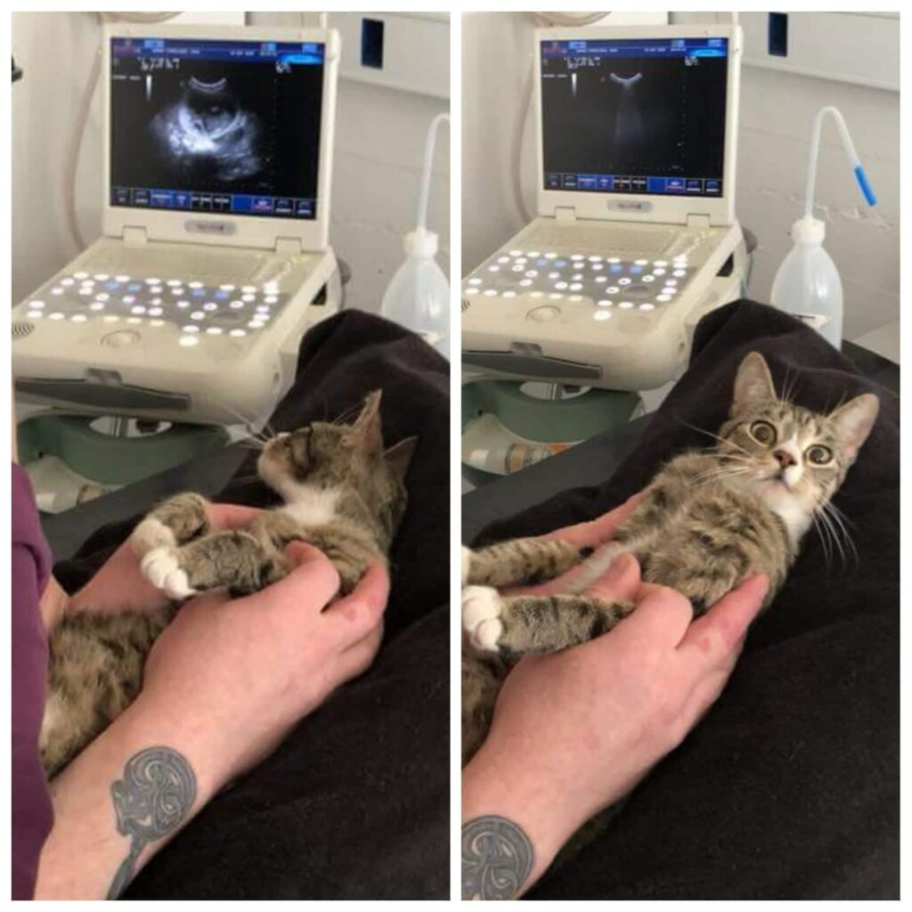 Check Out This Cat's Reaction After Finding Out She's Pregnant 4