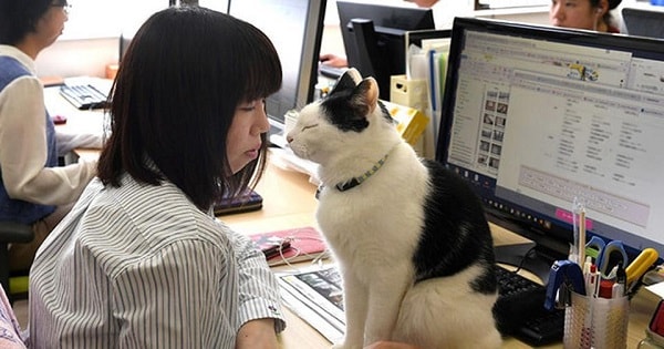 Company decides to bring cats to reduce employee stress