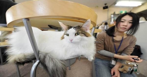 Company decides to bring cats to reduce employee stress 2