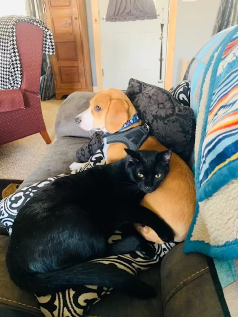 Dog and his best friend spend some quiet time watching birds 2