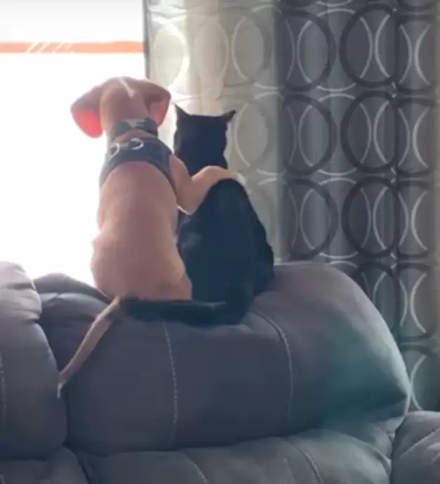 Dog and his best friend spend some quiet time watching birds 3