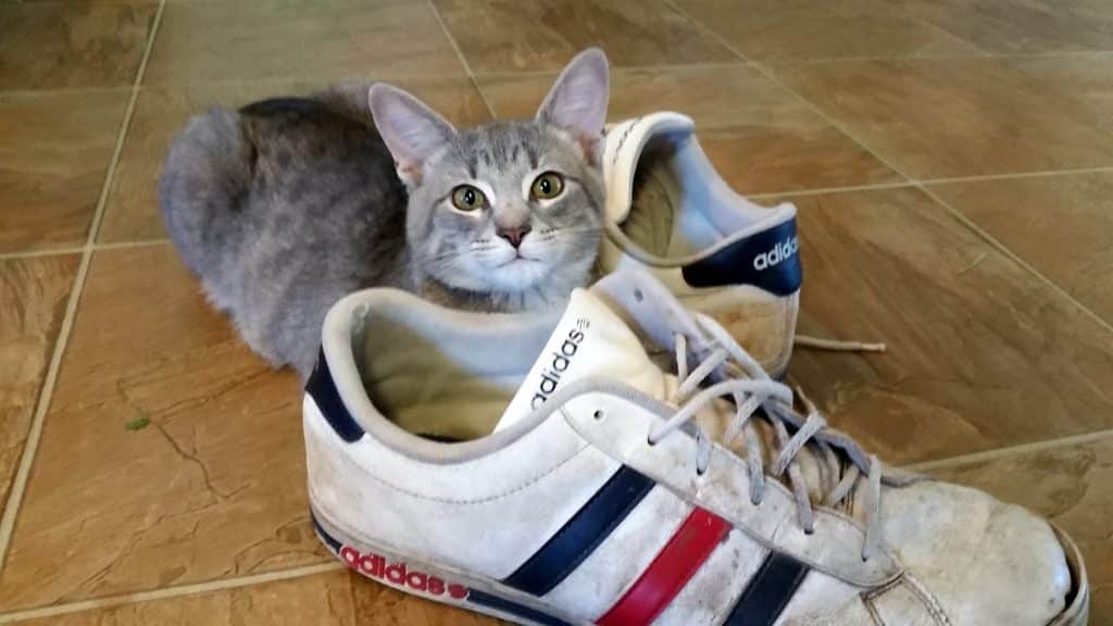 Every morning, the cat leaves his family’s present in the same spot