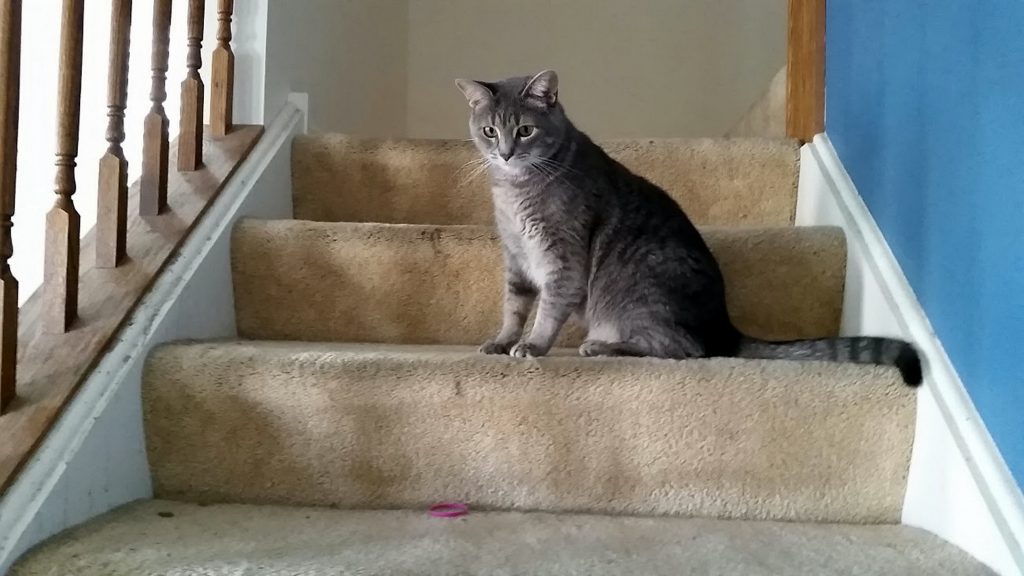 Every morning the cat leaves his family's present in the same spot 3