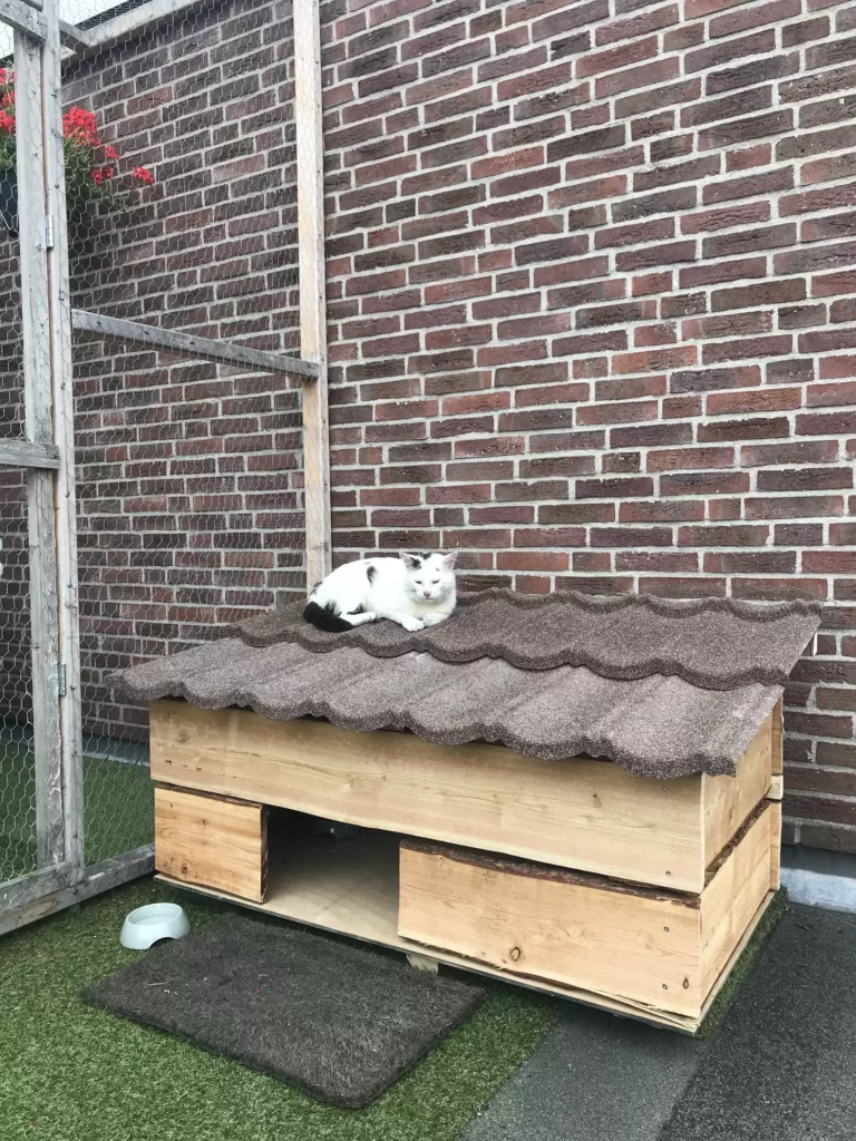 Family Builds Stray Cat His Own Home in Effort to Save Him 2