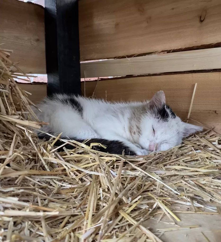 Family Builds Stray Cat His Own Home in Effort to Save Him 4