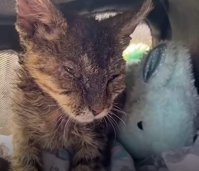 Family find a taped-up box containing an abandoned cat 4