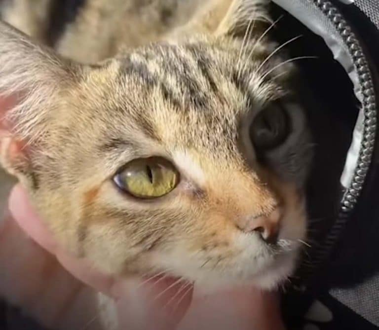 Family find a taped-up box containing an abandoned cat 5