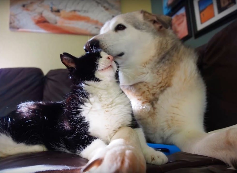 Family never knew how much love a 20-year-old cat from the shelter still had to give 2