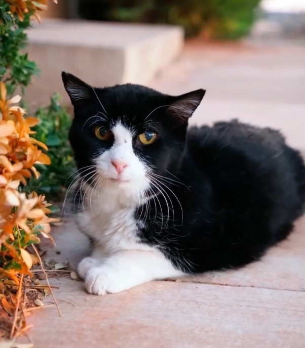 Family never knew how much love a 20-year-old cat from the shelter still had to give 8
