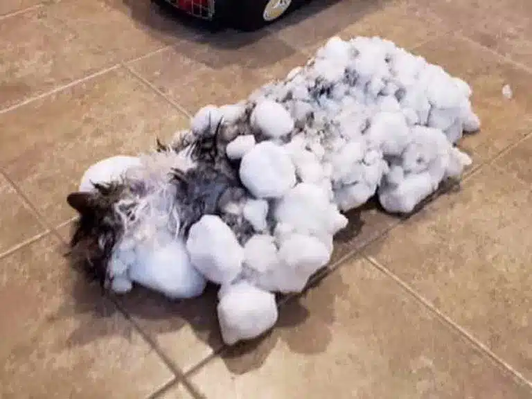 Found Buried in Snow Frozen Cat Comes Back to Life 1