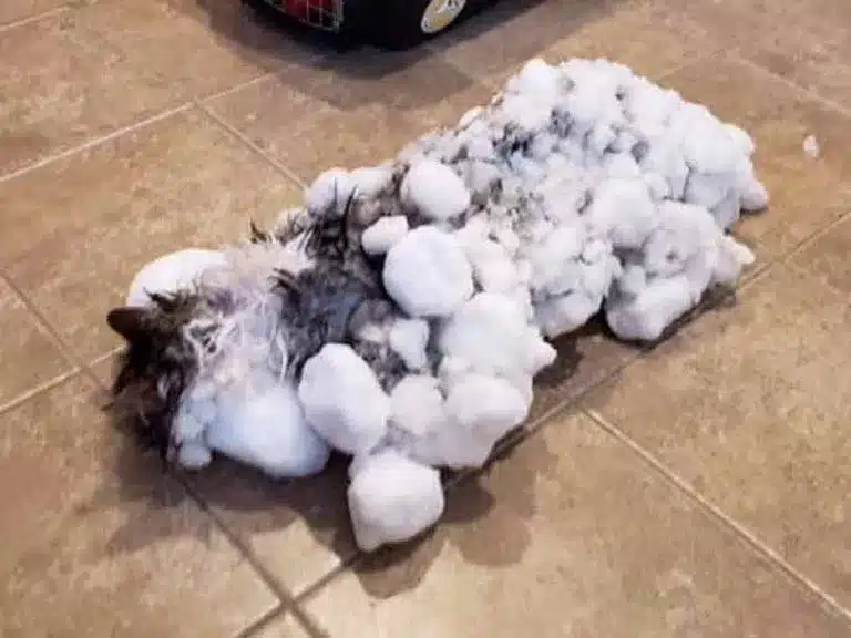 Found Buried in Snow, Frozen Cat “Comes Back to Life”