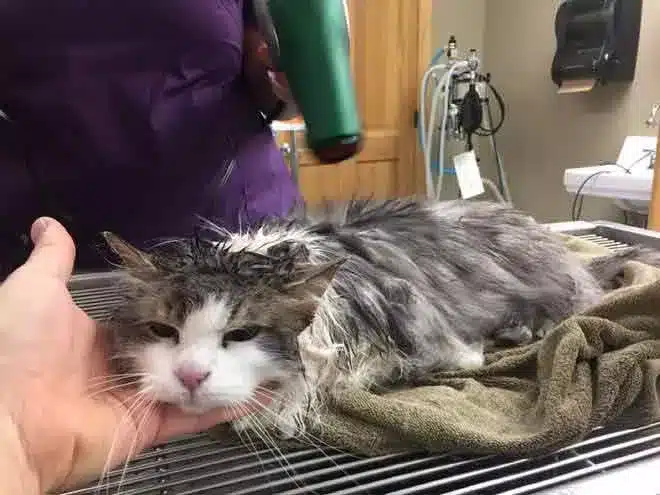Found Buried in Snow Frozen Cat Comes Back to Life 2