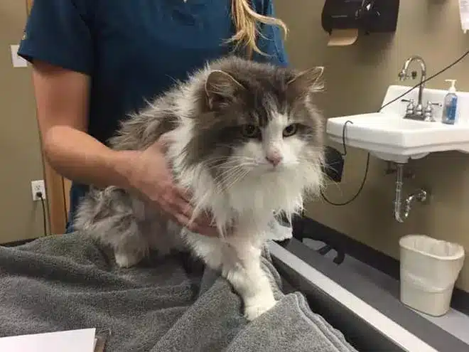 Found Buried in Snow Frozen Cat Comes Back to Life 3