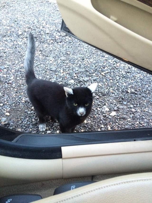 Friendly Cat with Very Unique Markings Surprises Man with a Friendliness 1