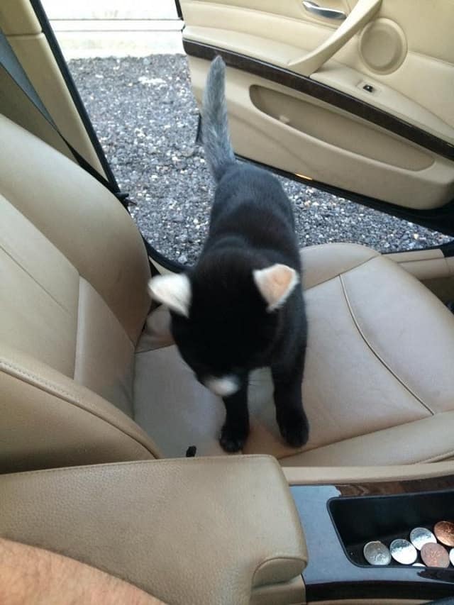 Friendly Cat with Very Unique Markings Surprises Man with a Friendliness 2