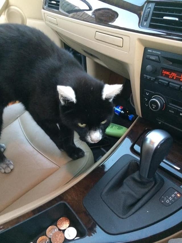 Friendly Cat with Very Unique Markings Surprises Man with a Friendliness 3