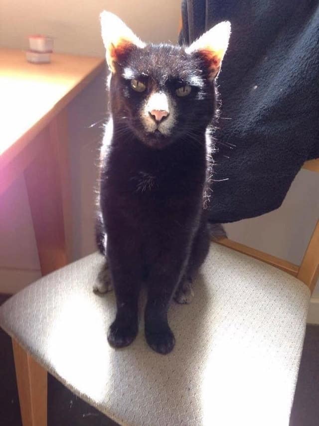 Friendly Cat with Very Unique Markings Surprises Man with a Friendliness 4