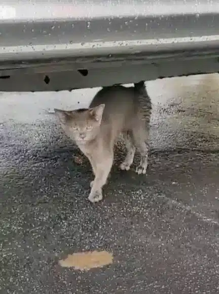 Gray kitten approaches a man and asks for help before refusing to let go 1