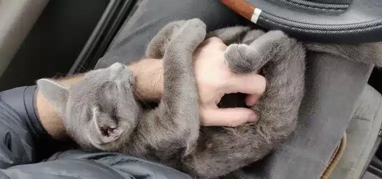 Gray kitten approaches a man and asks for help before refusing to let go