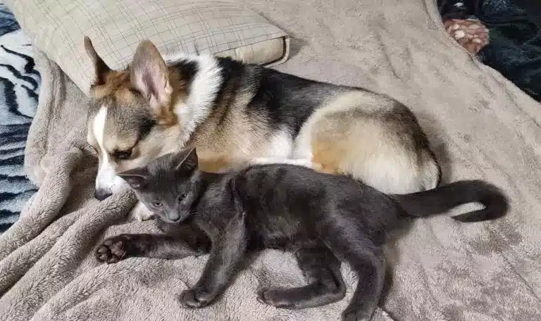 Gray kitten approaches a man and asks for help before refusing to let go 4