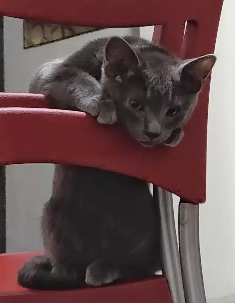 Gray kitten approaches a man and asks for help before refusing to let go 5