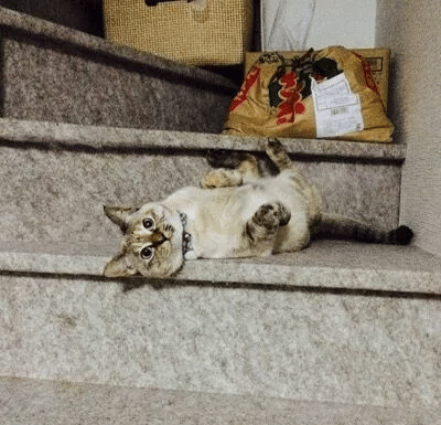 In a Park a Stray Cat Picks Her Human 5