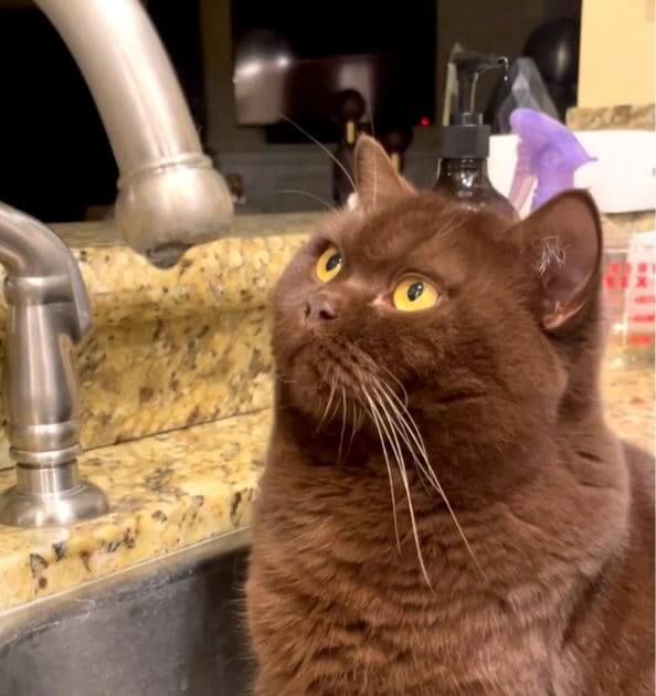 It's Hilarious Cat Curiously Watches Water Droplet Fall From Faucet To Sink 2