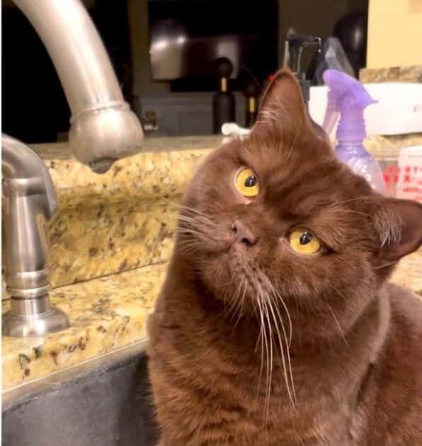 It's Hilarious Cat Curiously Watches Water Droplet Fall From Faucet To Sink 3