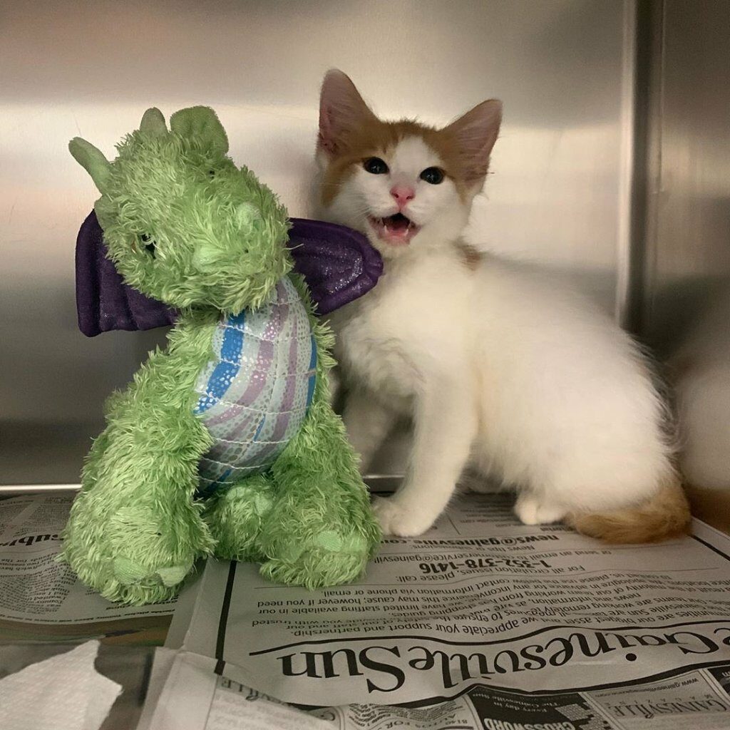Kitten takes his stuffed dragon friend to the doctor to ensure his safety 1