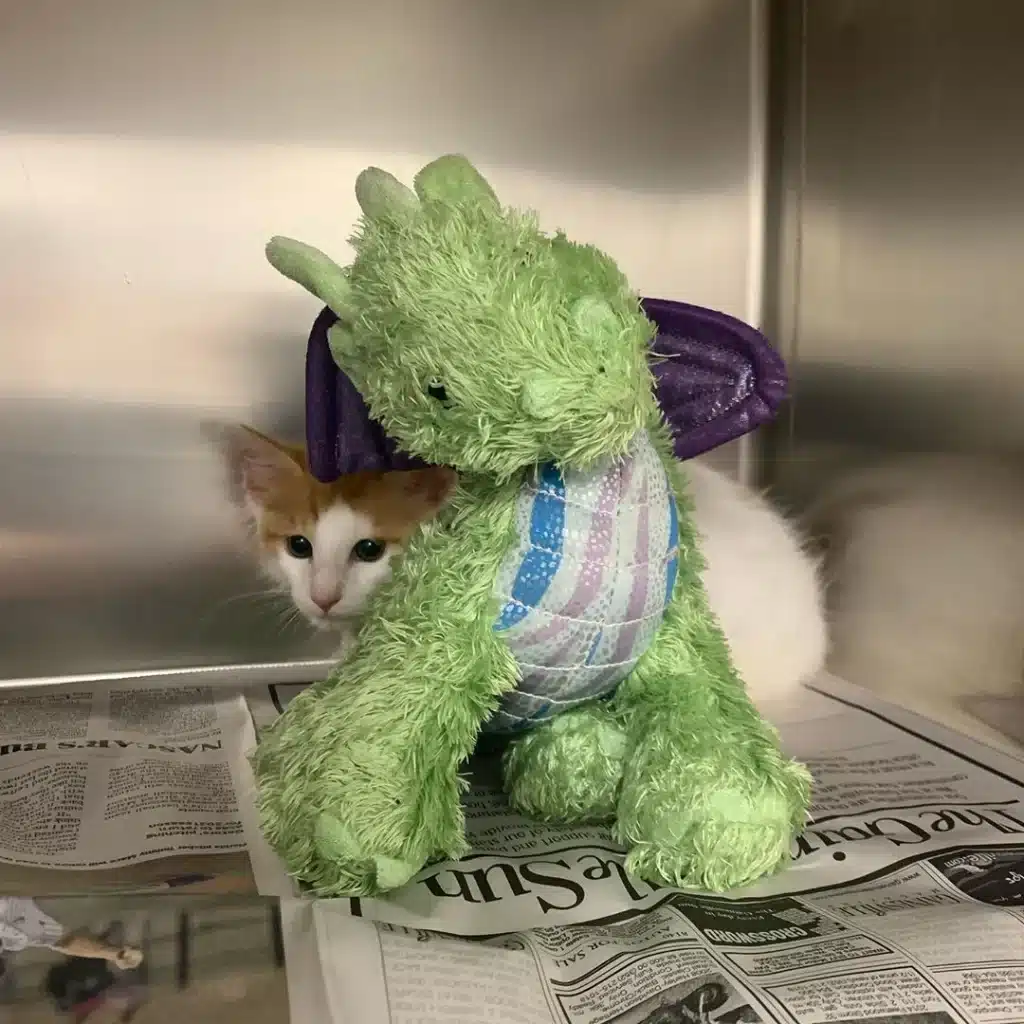 Kitten takes his stuffed dragon friend to the doctor to ensure his safety 2