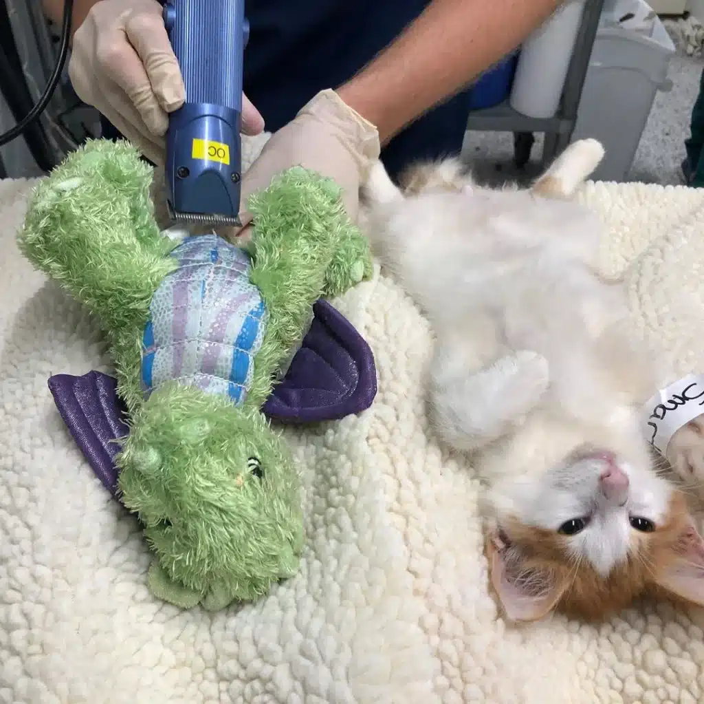 Kitten takes his stuffed dragon friend to the doctor to ensure his safety 3