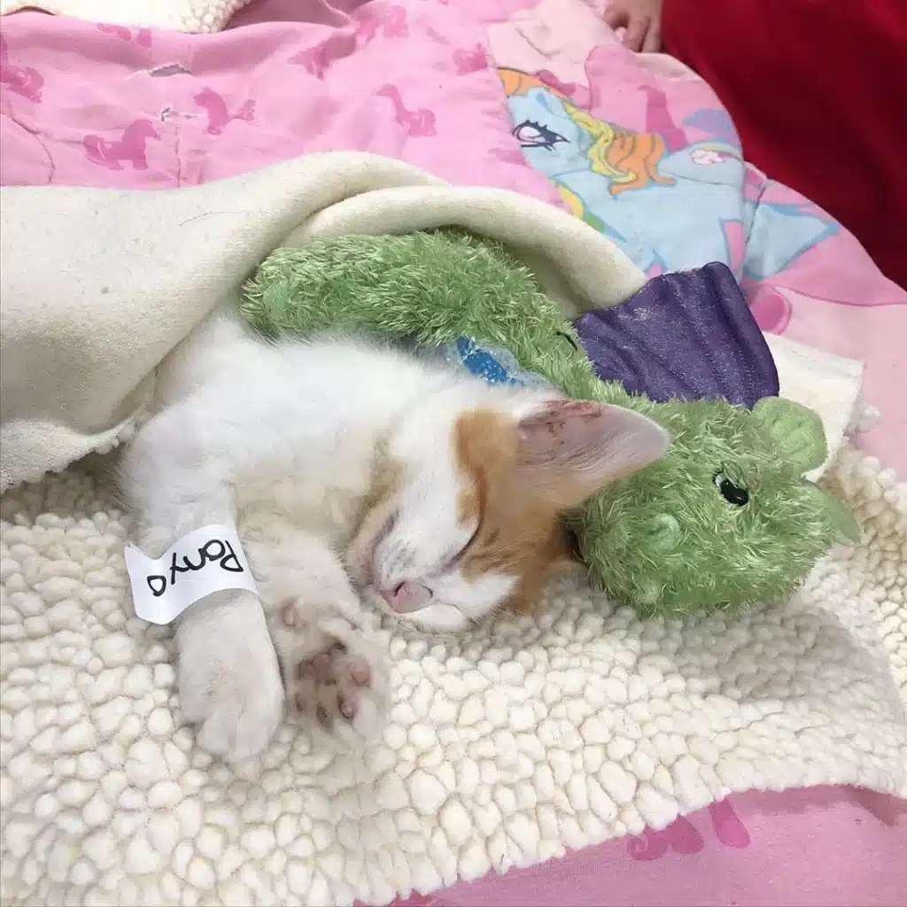 Kitten takes his stuffed dragon friend to the doctor to ensure his safety 4