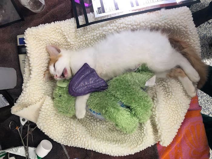 Kitten takes his stuffed dragon friend to the doctor to ensure his safety 5