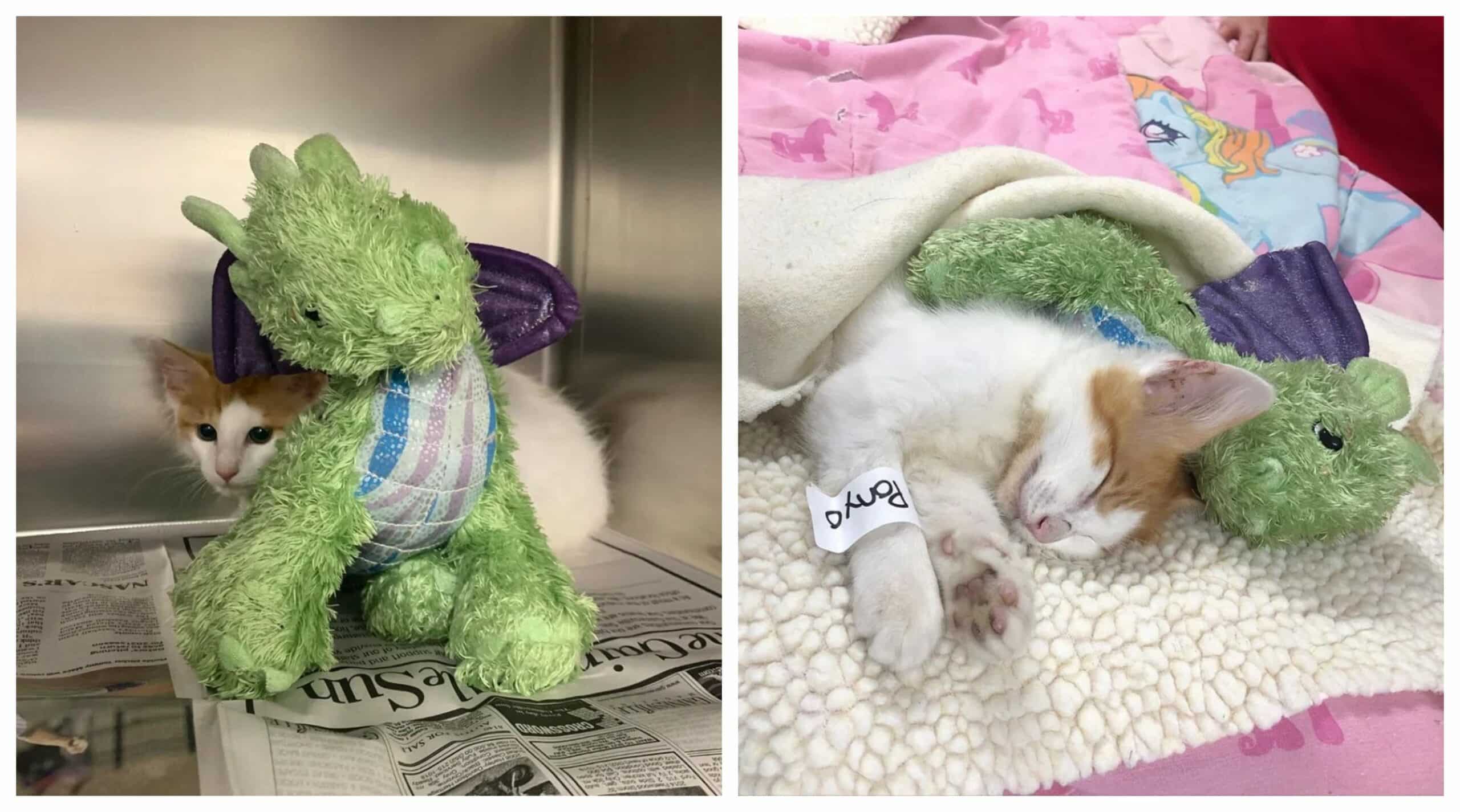 Kitten takes his stuffed dragon friend to the doctor to ensure his safety