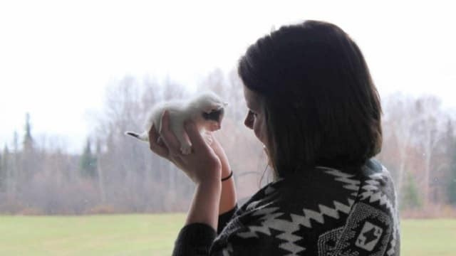 Kittens Caught Left Behind in Family's Mailbox 1