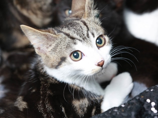 Kittens Dumped At Animal Shelter In London With Star Wars Character Names 1