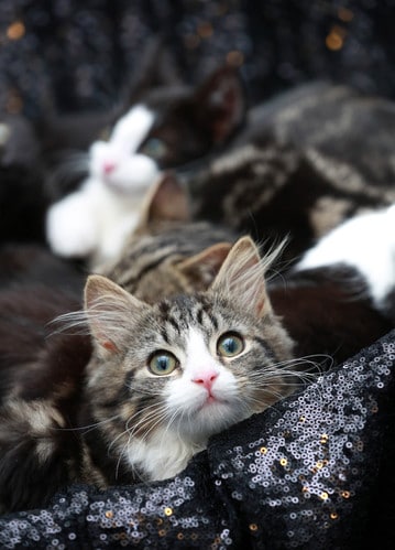 Kittens Dumped At Animal Shelter In London With Star Wars Character Names 2