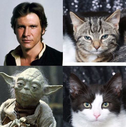 Kittens Dumped At Animal Shelter In London With Star Wars Character Names 3