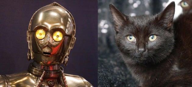 Kittens Dumped At Animal Shelter In London With Star Wars Character Names 4