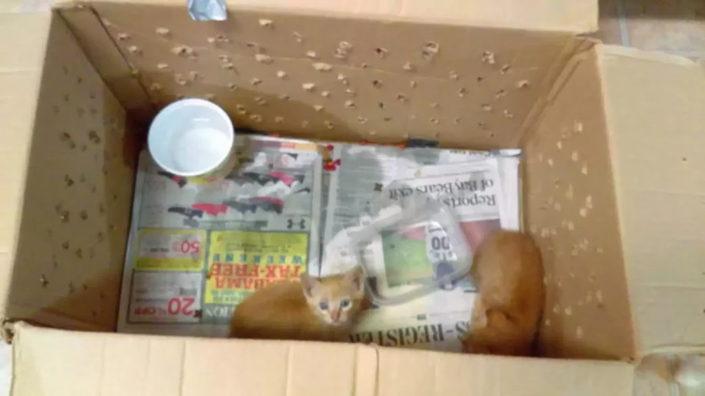 Kittens in a box with their mom were dumped outside a shelter 2
