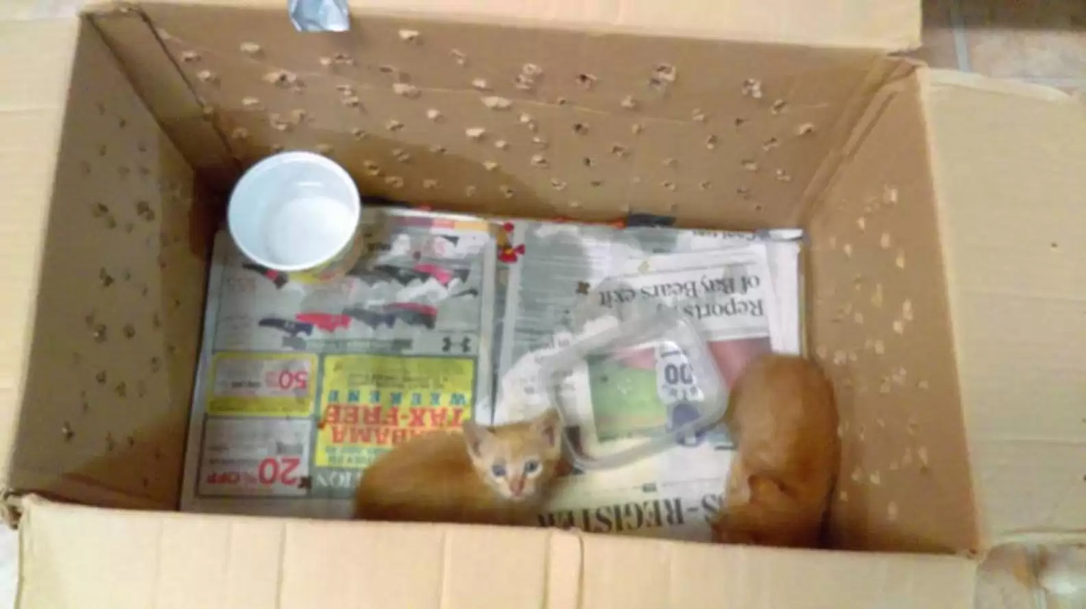 Kittens in a box with their “mom” were dumped outside a shelter