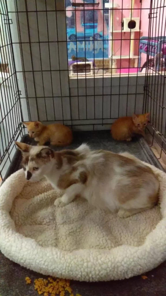 Kittens in a box with their mom were dumped outside a shelter 3