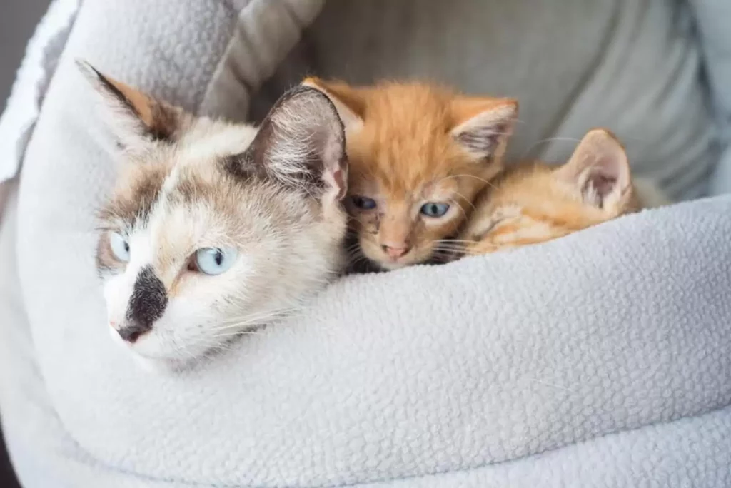 Kittens in a box with their mom were dumped outside a shelter 4