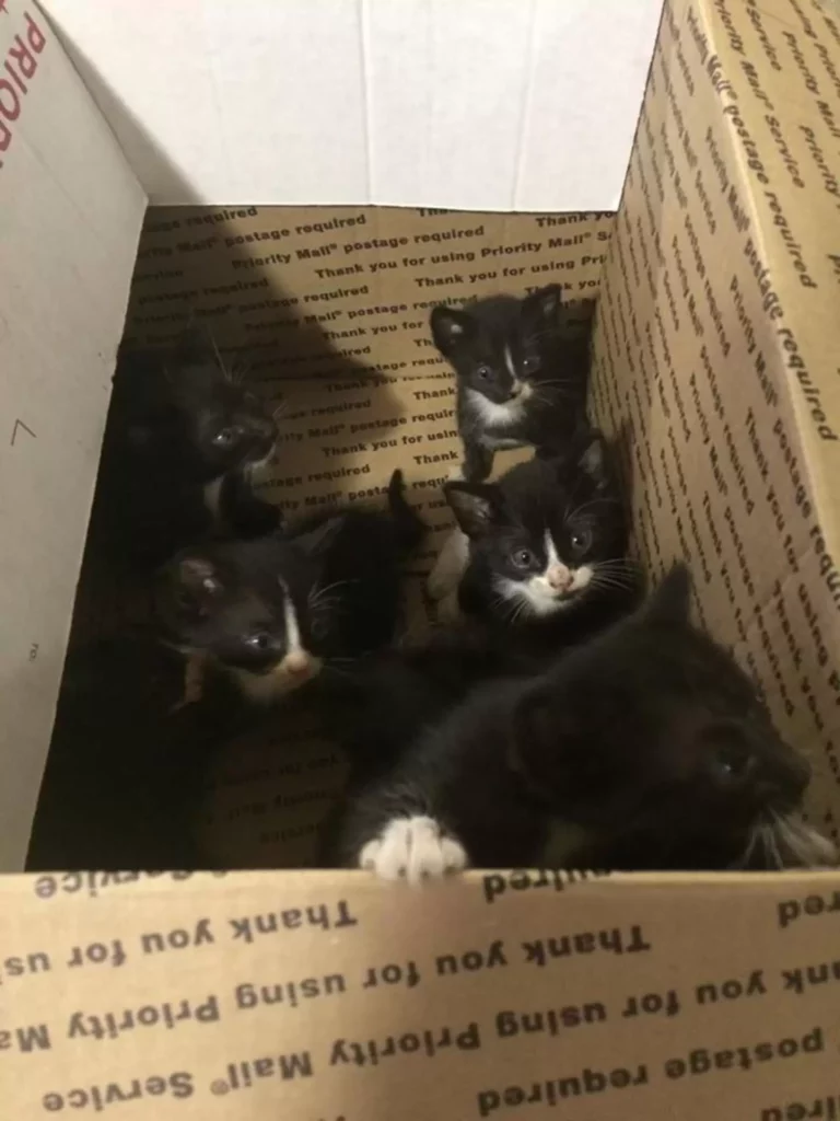 Kittens in a box with their mom were dumped outside a shelter 8