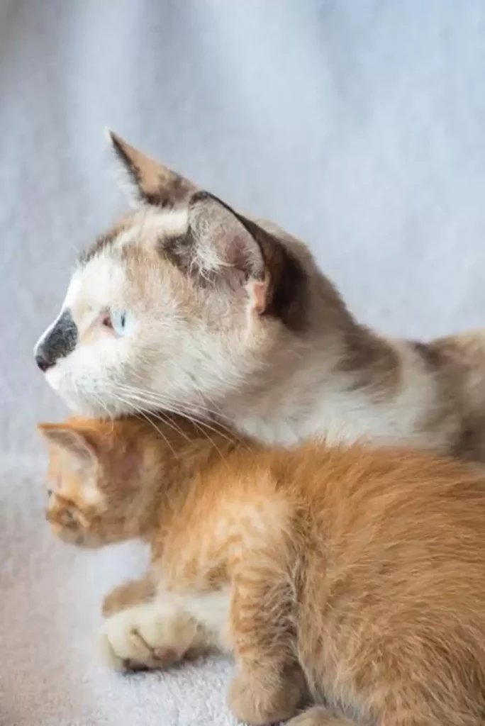 Kittens in a box with their mom were dumped outside a shelter 9