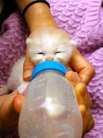 Kitty Needs His Bottle Because He Loves It So Much 1