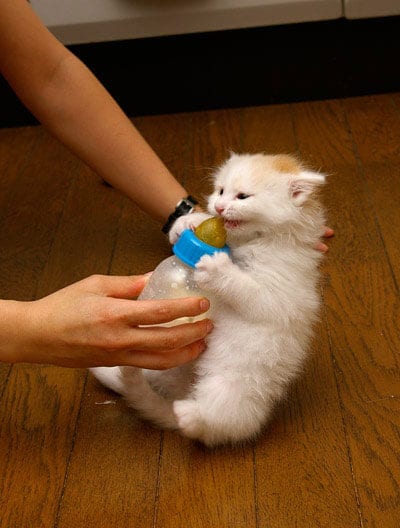 Kitty Needs His Bottle Because He Loves It So Much 2