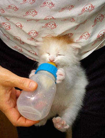 Kitty Needs His Bottle Because He Loves It So Much 3