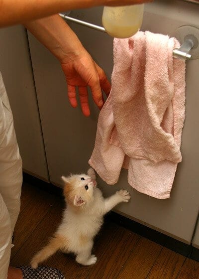 Kitty Needs His Bottle Because He Loves It So Much 4