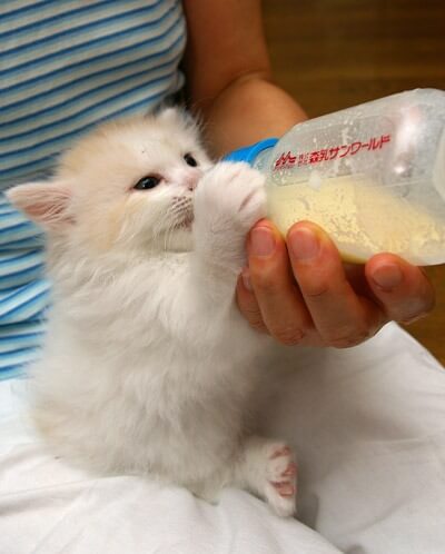 Kitty Needs His Bottle Because He Loves It So Much 5